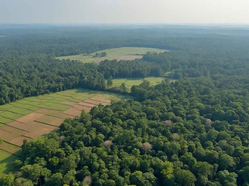 Bioetanol dan Pangan