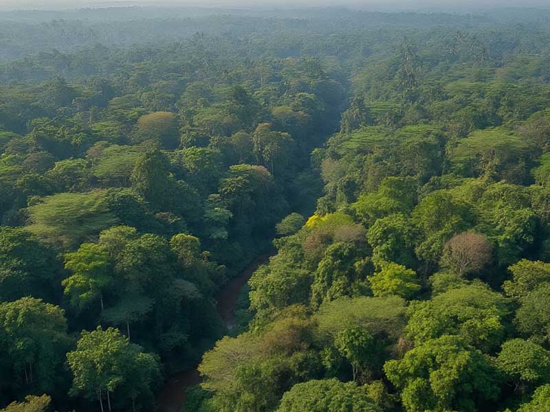 Restorasi Hutan Jadi Aset Global